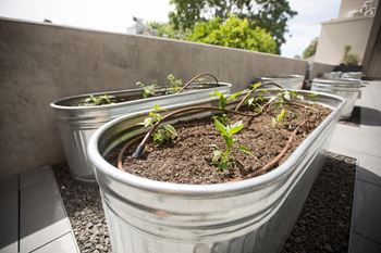 Community Garden